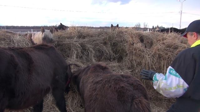 "Переходные" возрасты лошадей. Неожиданности в поведении. смотреть онлайн