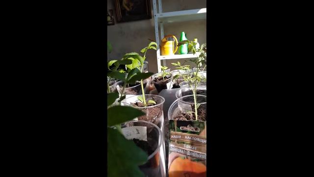 СТОЛ СВОИМИ РУКАМИ ДЛЯ РАССАДЫ смотреть онлайн