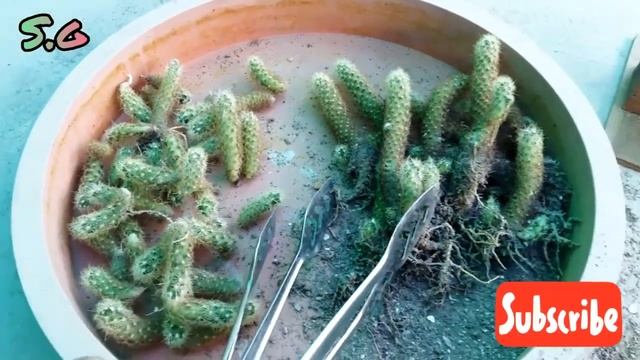 Mammillaria Elongata Cactus Propagation