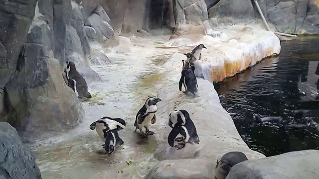 Аня и пингвины. Московский зоопарк. смотреть онлайн
