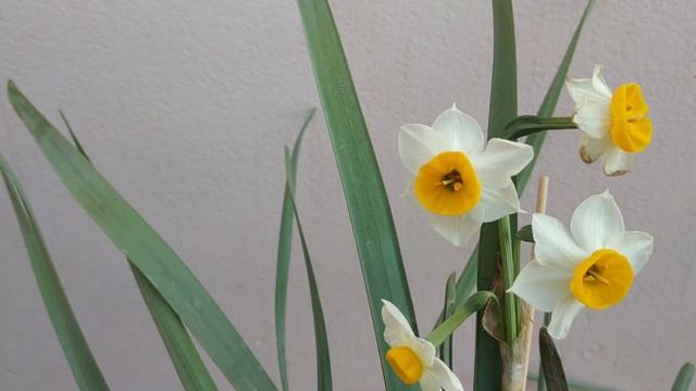 Daffodil Complete Blooming Season | Gul-e-Nargis | Narcissus Jonquil | Winter Fragrant Flower Bulbs смотреть онлайн