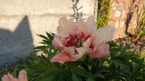 Пион ИТО-гибрид ХИЛЛАРИ / Peony Hillary