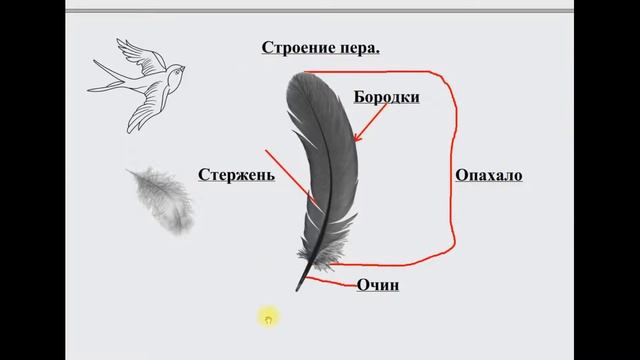 Окружающий мир "Школа России", 1 класс. "Кто такие птицы?" смотреть онлайн