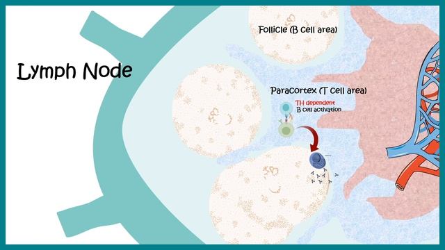 Adaptive immune response ( cellular players ,phases and mechanism) смотреть онлайн