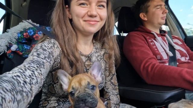 Французский бульдог ? Подарок ? родителям на годовщину ?? | первый день щенка в доме ? смотреть онлайн