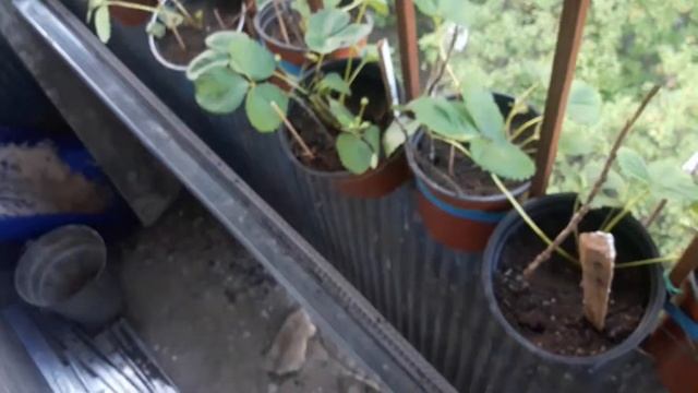 Продолжаем собирать клубнику! Второй день подряд! смотреть онлайн