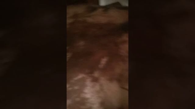 Шкурки бобра. смотреть онлайн