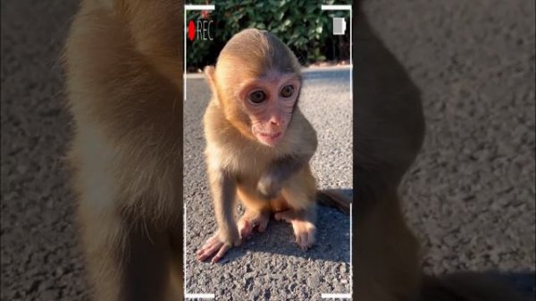 The Best of Monkey Eating Videos - A Funny Monkeys Compilation Ep107