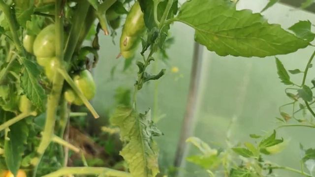 Мой опыт по выращиванию помидоров смотреть онлайн