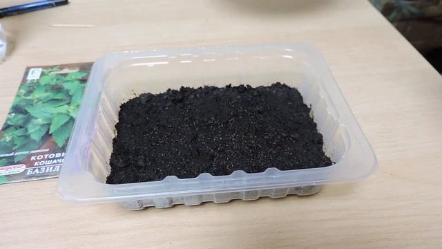 Котовник Кошачий 