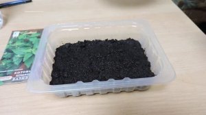 Котовник Кошачий "Базилио" с лимонным вкусом. Посев семян. Дневник посадок.