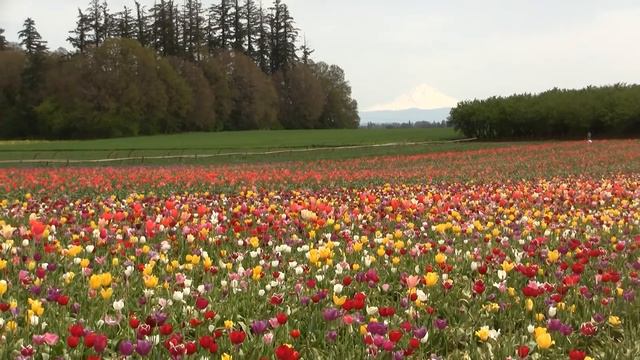 Mt. Hood. Вулкан Худ (602sp) смотреть онлайн