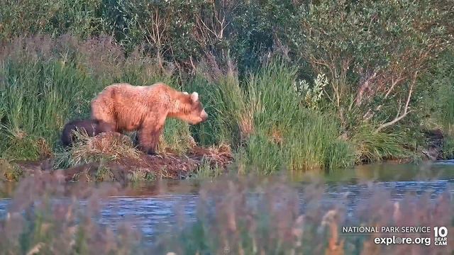 Медведи Катмай. Аляска - Katmai bears. Alaska. смотреть онлайн