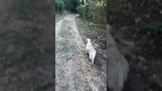 Coulé à vue et à l'ordre. Setter Anglais, Indie du Massif de L'étoile. смотреть онлайн