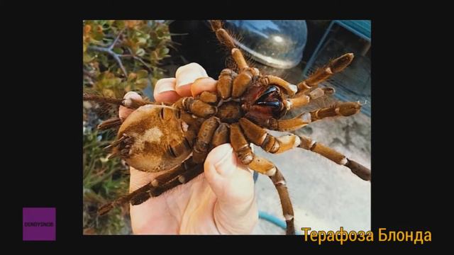 Насекомые Японии смотреть онлайн