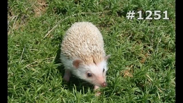 #1251. Ежи (В мире животных) смотреть онлайн