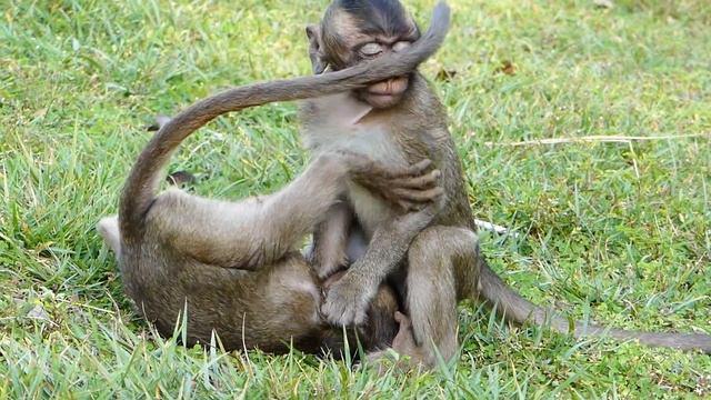 MG- Baby Cali too smallest why a big monkey still force it more | What happen with a small one? смотреть онлайн