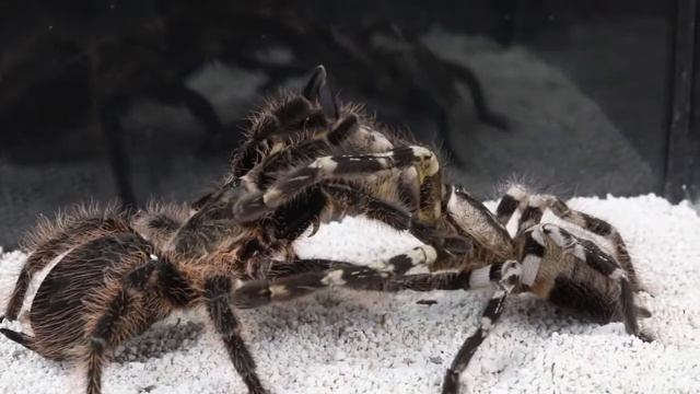 ЭПИЧЕСКАЯ БИТВА БОЛЬШОГО ПАУКА против ТАРАНТУЛЫ смотреть онлайн