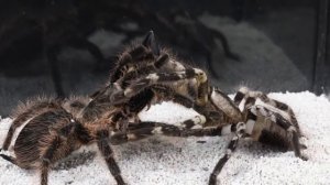 ЭПИЧЕСКАЯ БИТВА БОЛЬШОГО ПАУКА против ТАРАНТУЛЫ