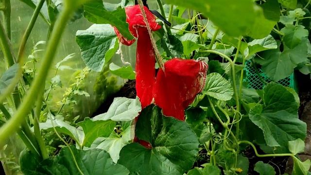 Мои АРБУЗЫ и ДЫНИ в 2023 в #Башкирии в теплице. Июнь уже есть первые плоды смотреть онлайн