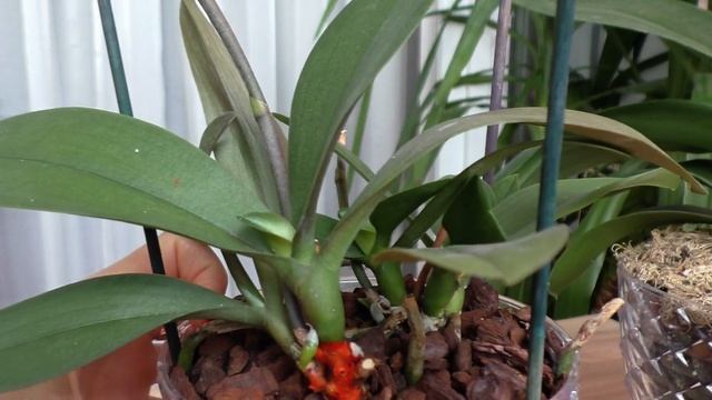 АВТОПОЛИВ для орхидей. Стоит ли так пересаживать? смотреть онлайн