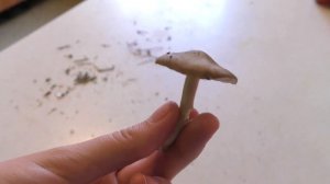 Лесные грибочки! Майский подсливник Варим Жарим с луком - Готовим вместе с Аней