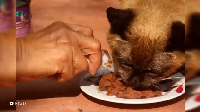 Самый Старый Кот в Мире смотреть онлайн