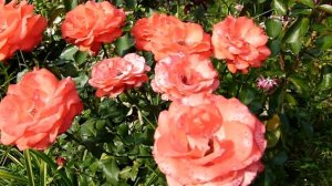 Цветение розы Анжелика