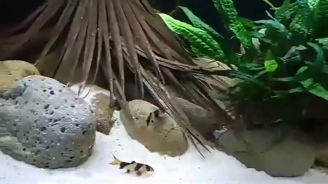 channa pleurothalma + Chromobotia macracanthus смотреть онлайн