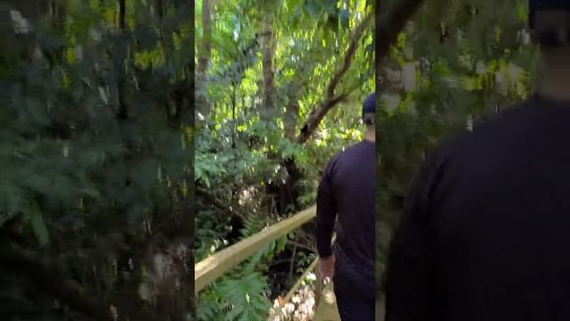 Pterocarpus Forest смотреть онлайн