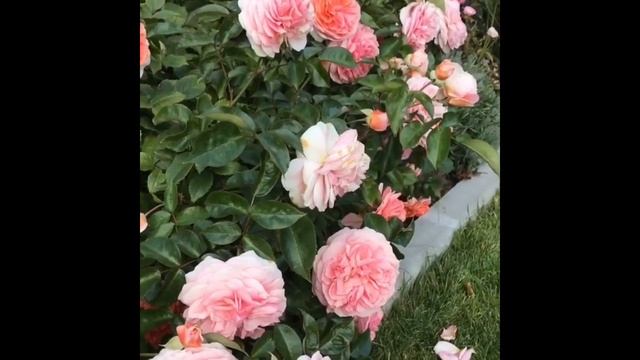 Роза Чиппендейл , один куст!! Rose Chippendale !!