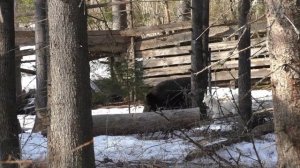 испытания лайки по кабану