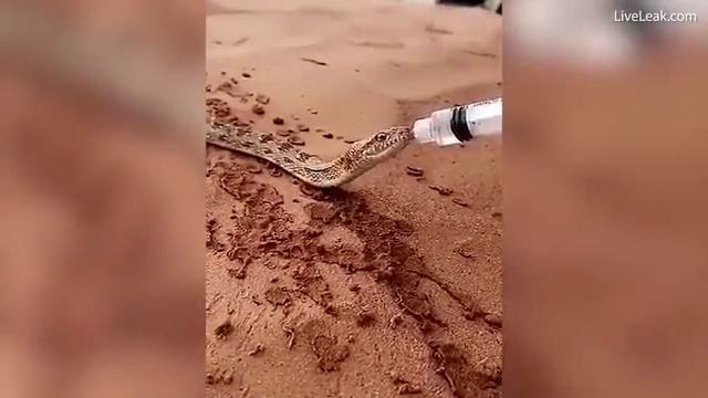 Змея пьёт водичку смотреть онлайн