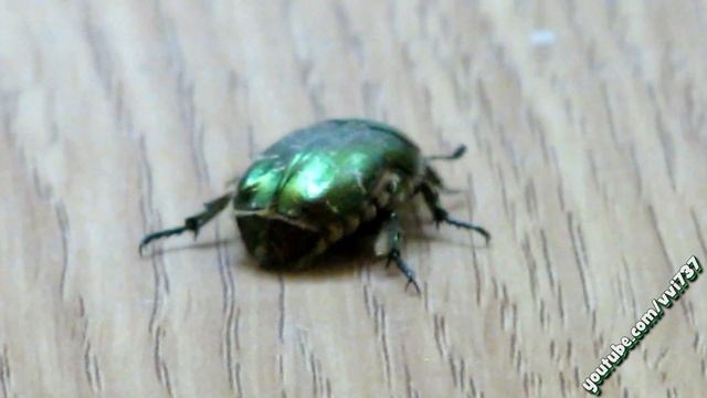 жук бронзовик beetle cetonia aurata смотреть онлайн