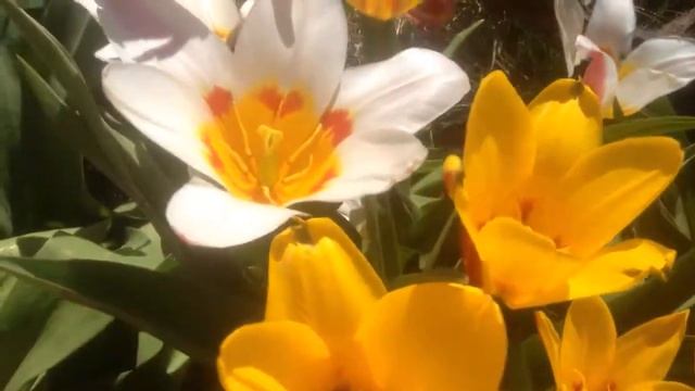 Весенние первоцветы смотреть онлайн