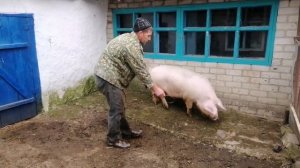 Ловля свиньи самым простым способом