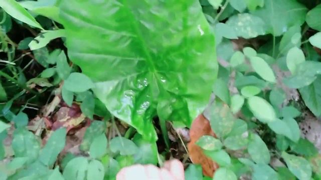 Collecting wild plants such as "Badyang" ILLEGAL DENR warns смотреть онлайн
