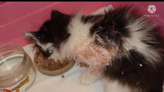 Котёнка сбросили с 8 этажа... дети смотрели на это и смеялись.. Котёнок выжил, но остался инвалидом смотреть онлайн