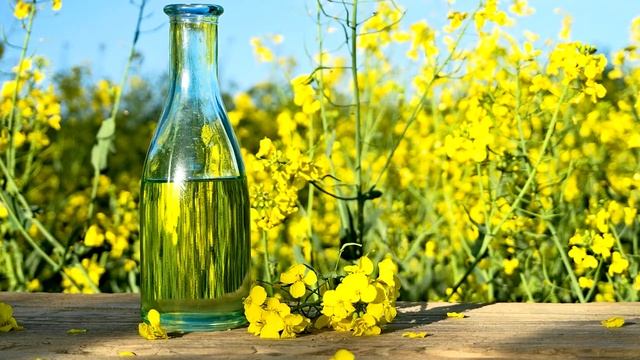 Польза и вред рапсового масла.  Вред рапсового масла