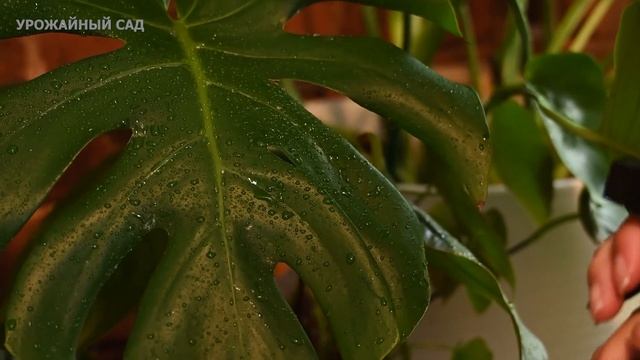 Пару Капель Вмиг Разбудит Любой Комнатный Цветок В Феврале и Запустит Пышное и Яркое Цветение! смотреть онлайн