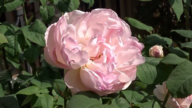 Rosa ´Sharifa Asma´ смотреть онлайн