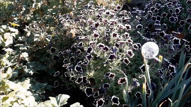 Петуния сорт Каскадиас Рим Маджента /Petunia Cascadias Rim Magenta смотреть онлайн