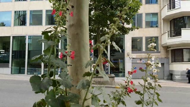 ?? Walking In BRUSSELS 4K, Belgium