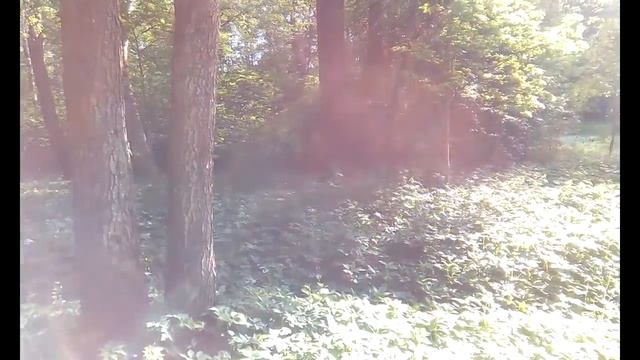 Звуки леса. Пение птиц. Лето в Петербурге. Sounds of forest. смотреть онлайн