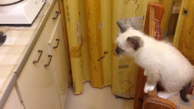 Будни котёнка Симочки. Не даём делать укол и бегаем по столу) смотреть онлайн