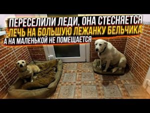 Леди переселили в коридор, почему никто не берет такую послушную и культурную собаку