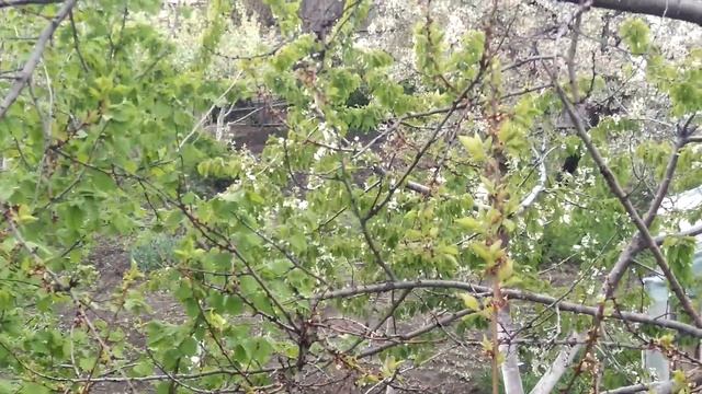 САМЫЕ БОЛЬШИЕ ЯБЛОНИ !!! смотреть онлайн