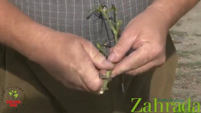 Očkování růží смотреть онлайн