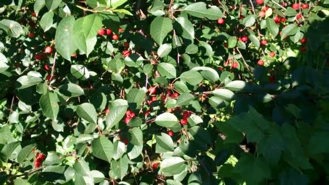 Созревает вишня-черешня (Дюк) смотреть онлайн