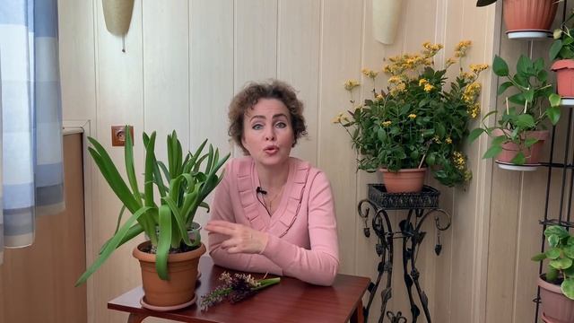ГИАЦИНТ дома в горшке. Гиацинт после цветения. смотреть онлайн